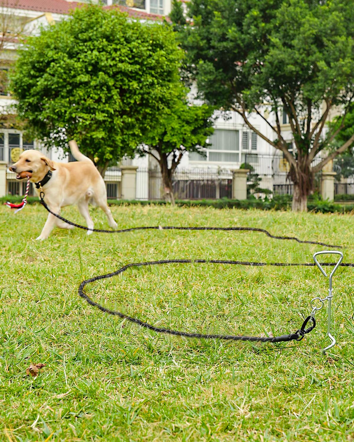 Foto 3 pulgar | Training Leash Joytale - Correa Larga Para Perros (10 Mm X 5 M), Color Negro - Venta Internacional.