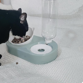 Foto 2 | Dispensadores De Comida Para Gatos, Dispensador De Agua Automático - Venta Internacional.