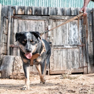 Foto 6 | Correa Para Perros Carhartt, Amortiguadora, Marrón Y Latón Cepillado - Venta Internacional.