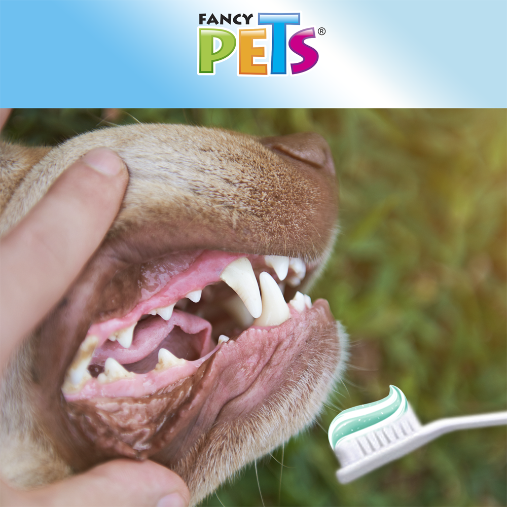 Foto 4 pulgar | Kit Dental con Pasta y Cepillo para Perro Fancy Pets FL3905 Suave Sabor a Menta