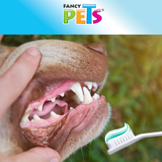 Foto 3 | Kit Dental con Pasta y Cepillo para Perro Fancy Pets FL3905 Suave Sabor a Menta