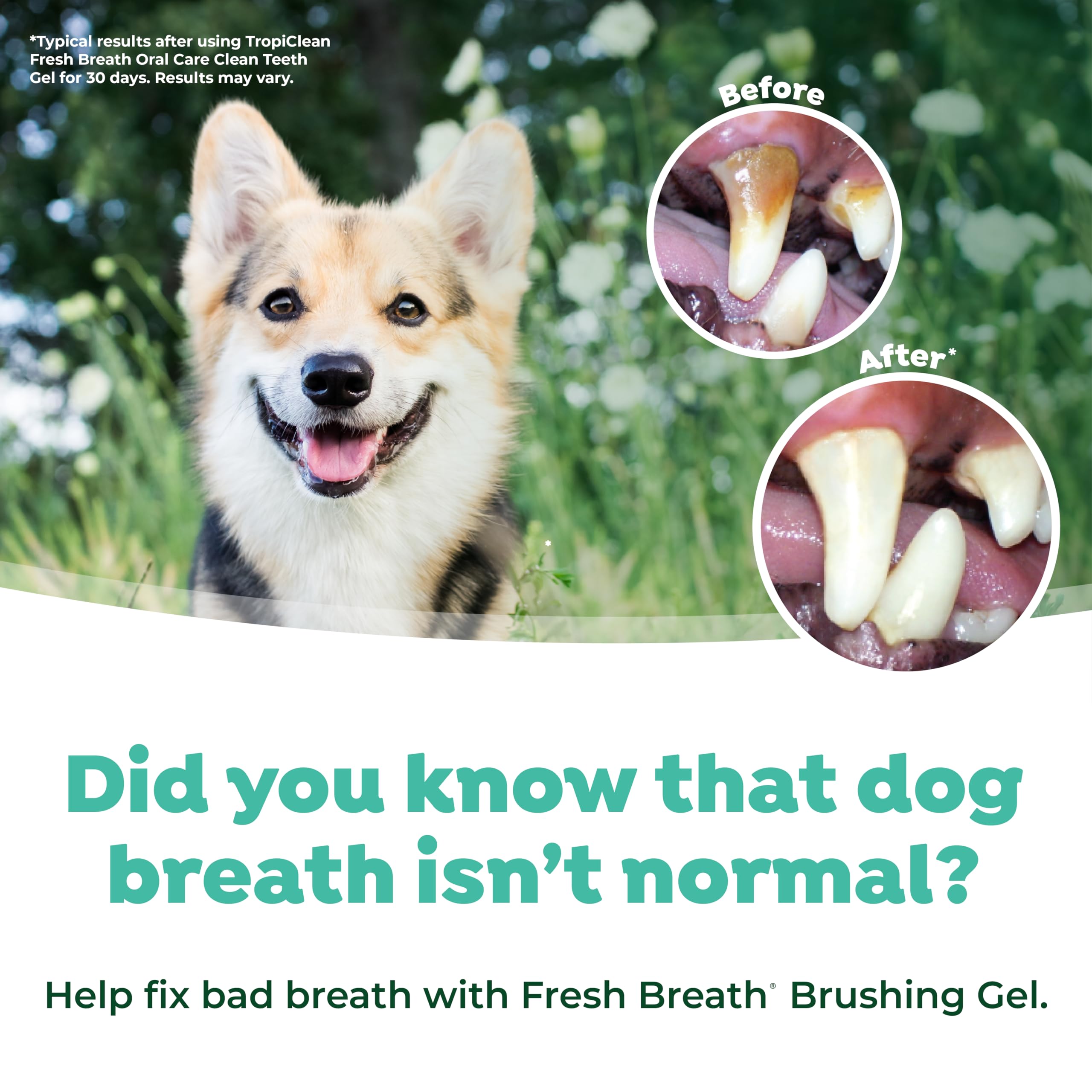Foto 7 pulgar | Kit De Cuidado Bucal Para Perros Tropiclean Fresh Breath, Cepillo De Dientes Y Pasta - Venta Internacional.