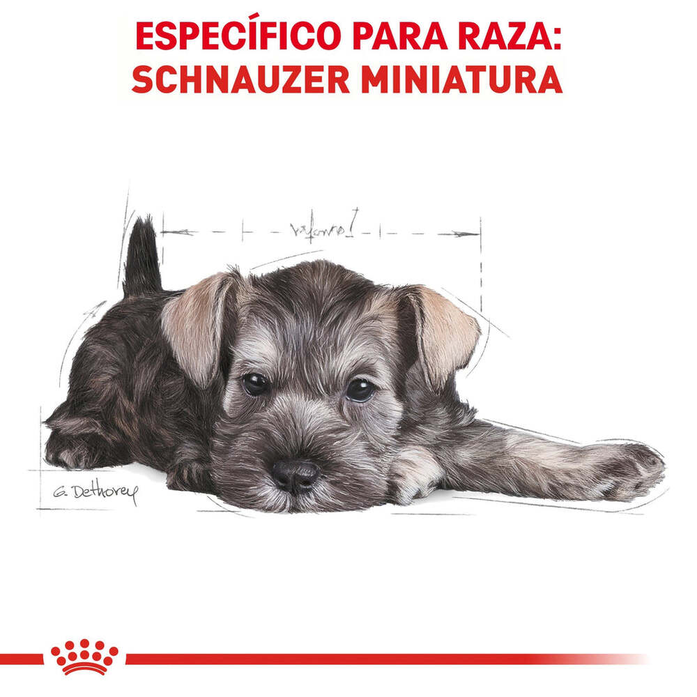 Foto 3 | Alimento para Perro Mini Schnauzer Puppy Royal Canin 1.1 Kg