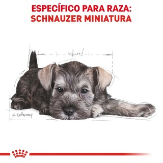 Foto 3 | Alimento para Perro Mini Schnauzer Puppy Royal Canin 1.1 Kg