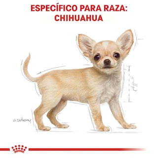 Foto 3 | Alimento para Perro Chihuahua Puppy Royal Canin 1.1 Kg