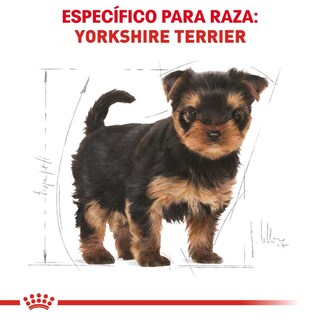 Foto 3 | Alimento Croqueta para Perro Yorkshire Cachorro Royal Canin 1 kg
