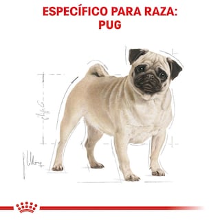 Foto 3 | Alimento en Croqueta para Pug Adulto Royal Canin 1.1 kg