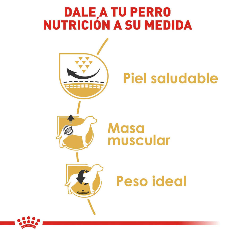 Foto 6 pulgar | Alimento en Croqueta para Pug Adulto Royal Canin 1.1 kg