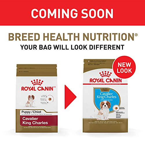 Foto 2 | Alimento Para Perros Royal Canin Breed Health Nutrition Cavalier Puppy 1 - Venta Internacional.