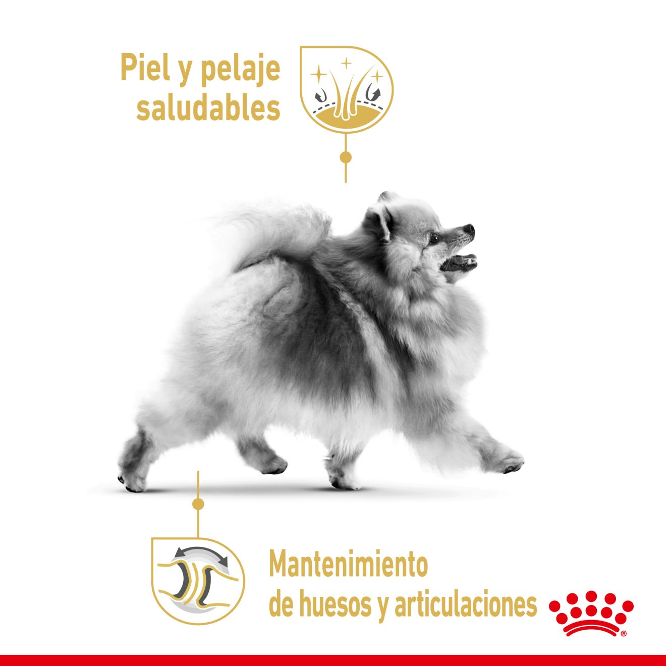 Foto 3 pulgar | Royal Canin Para Pomeranian Adulto 1.5kg