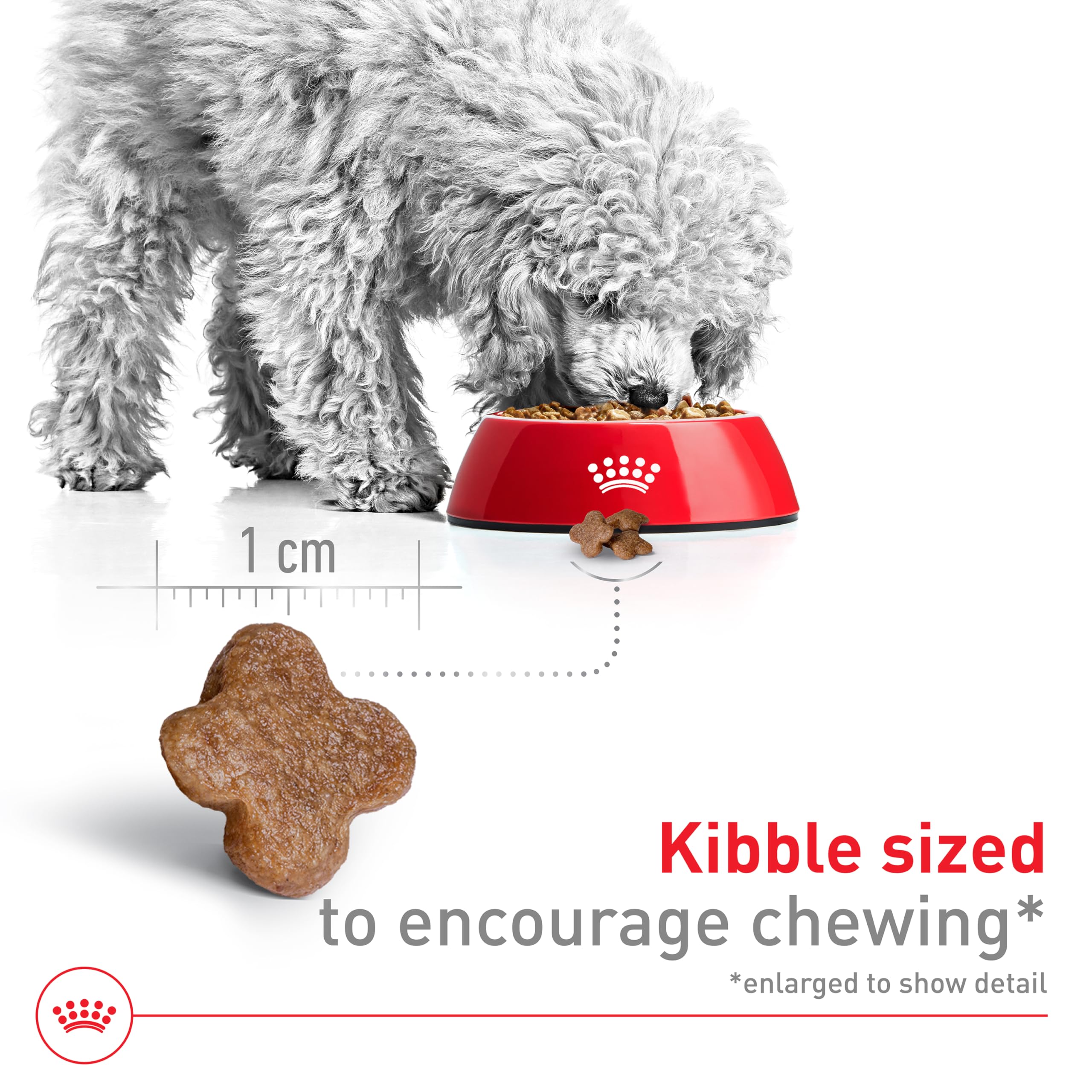 Foto 4 pulgar | Comida Para Perros Royal Canin, Tamaño Pequeño, Adulto, 8+ 6-10 Kg, Bolsa De 5,9-10 Kg - Venta Internacional.