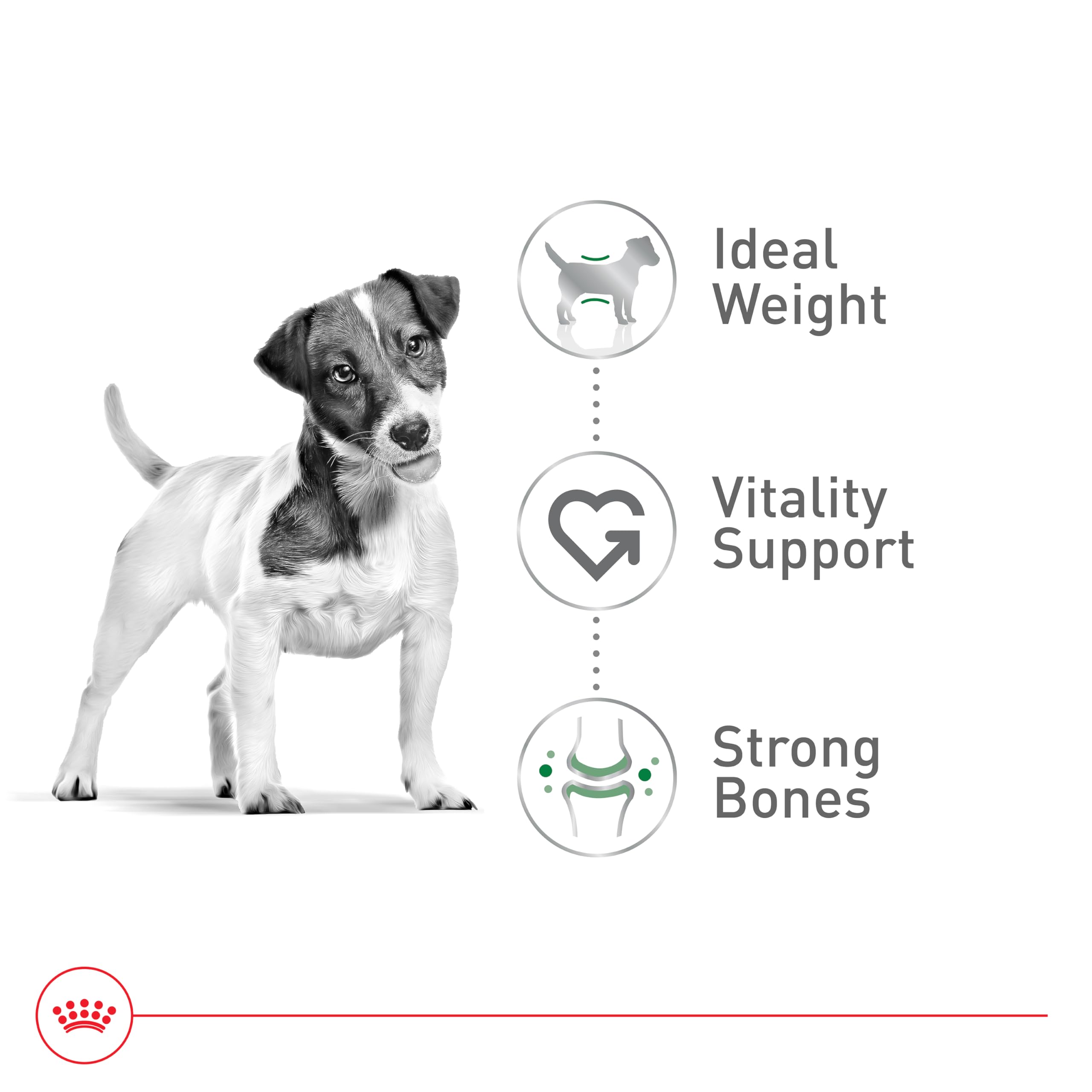 Foto 5 pulgar | Comida Para Perros Royal Canin, Tamaño Pequeño, Adulto, 8+ 6-10 Kg, Bolsa De 5,9-10 Kg - Venta Internacional.