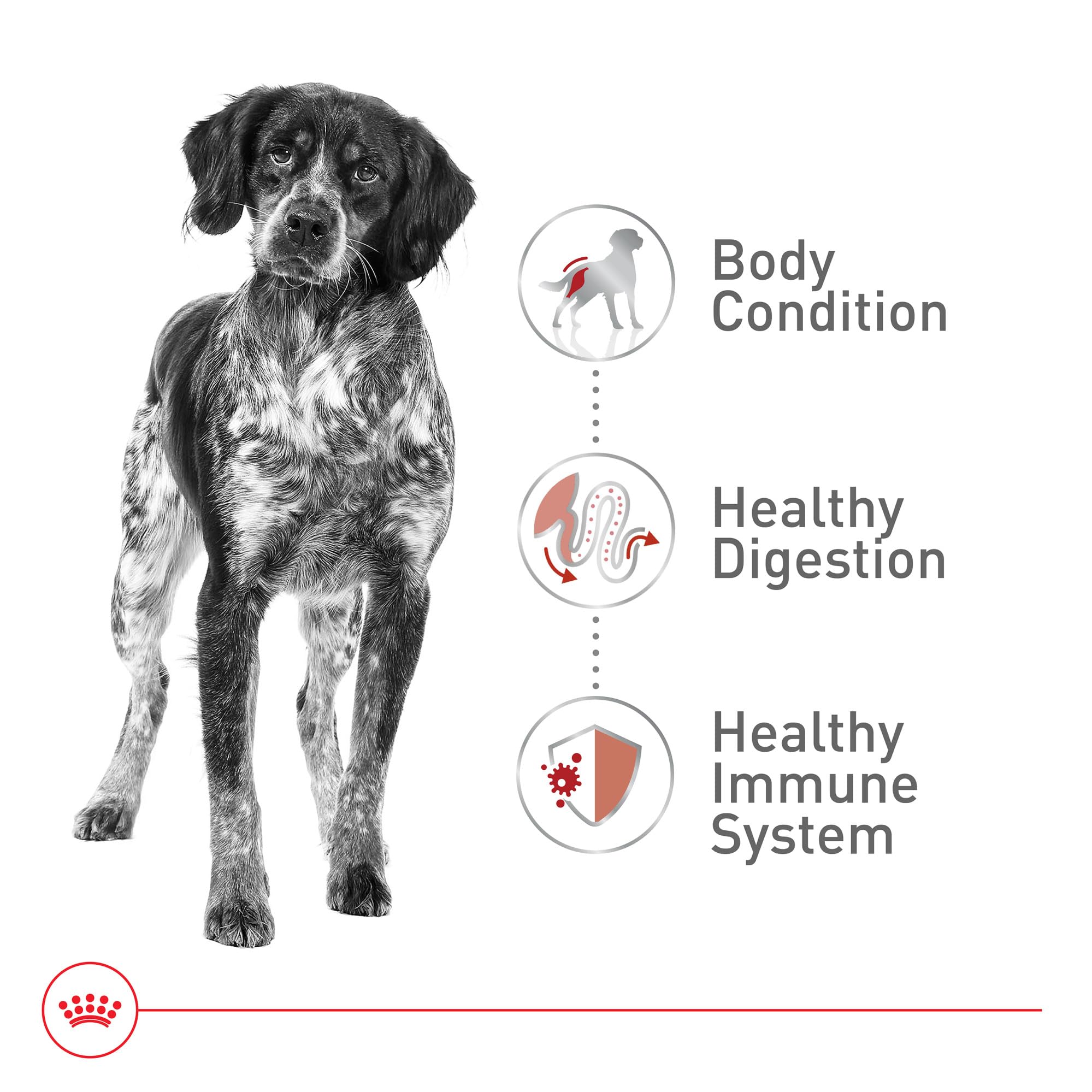 Foto 5 pulgar | Alimento Para Perros Royal Canin Size Health Nutrition, Tamaño Mediano Para Adultos, 18,14 Kg - Venta Internacional.