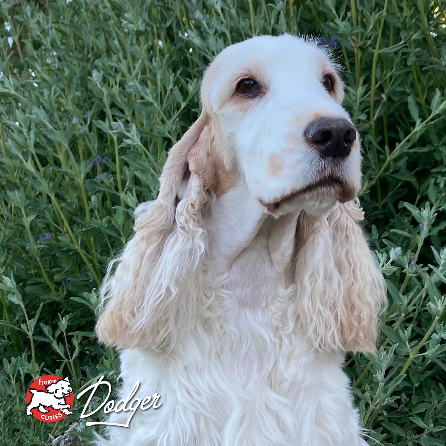Foto 8 pulgar | Alimento Seco Para Perros Fromm Four-star Nutritionals Game Bird, 1,8 Kg - Venta Internacional.