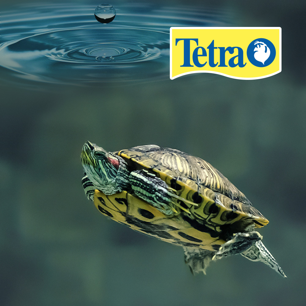 Foto 3 pulgar | Acondicionador Líquido Aquasaf Tetra para Reptiles y Anfibios con 100 ML
