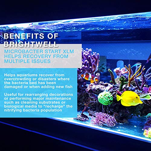 Foto 5 pulgar | Tanque Starter Brightwell Aquatics Microbacter Start Xlm - Venta Internacional.