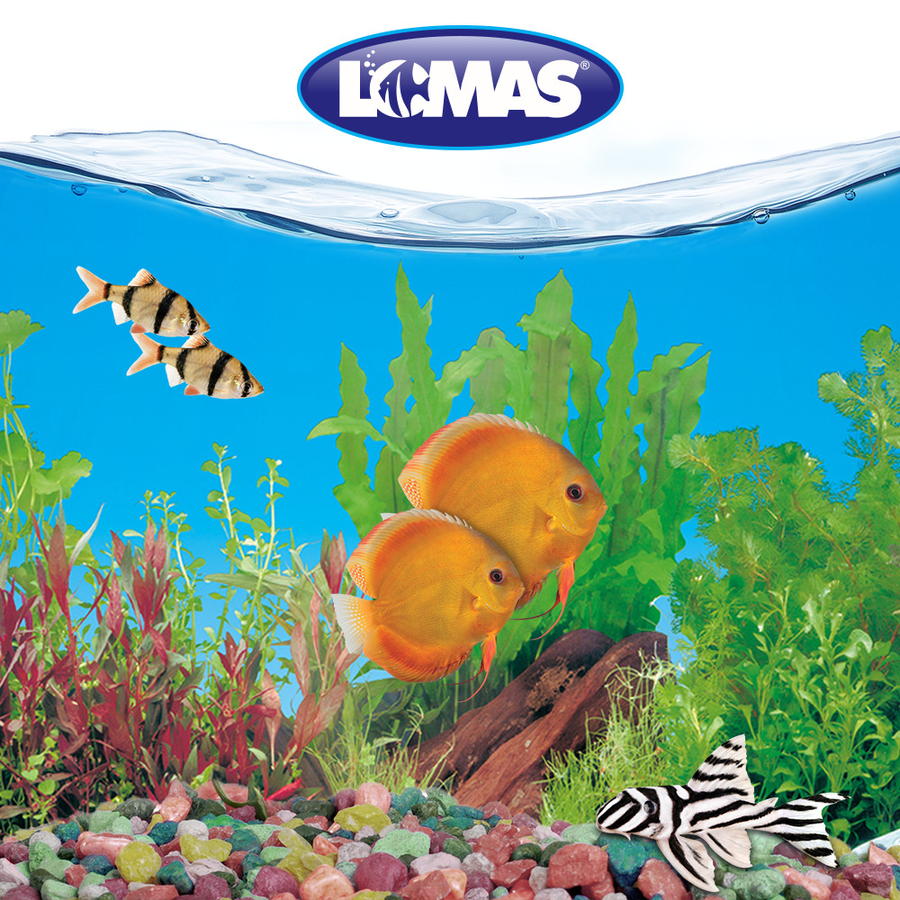 Foto 4 pulgar | Respaldo de Doble Vista para Acuario Lomas - Bosques Acuáticos 30 cm