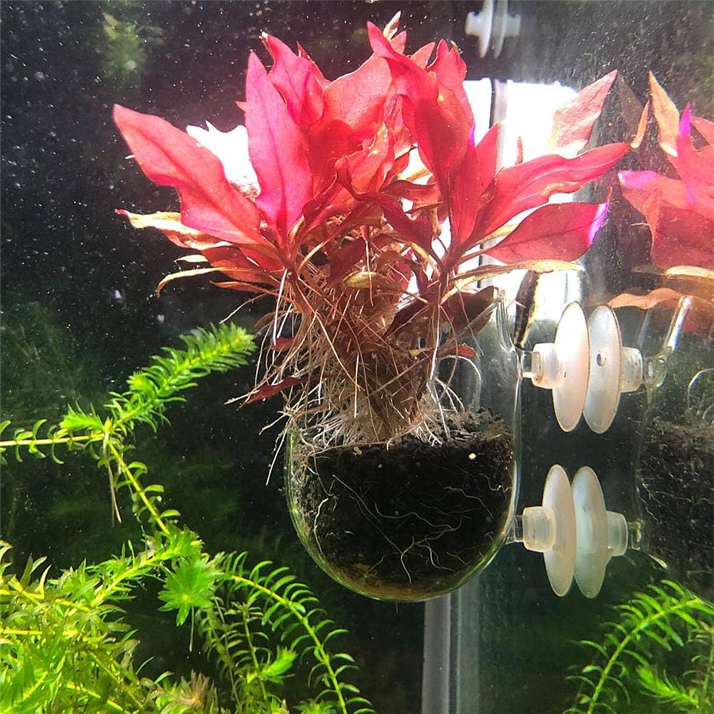 Foto 5 pulgar | Soportes Para Plantas Acuáticas, Macetas De Bonsái Para Acuario - Venta Internacional.