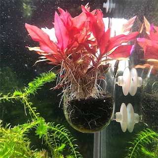 Foto 4 | Soportes Para Plantas Acuáticas, Macetas De Bonsái Para Acuario - Venta Internacional.