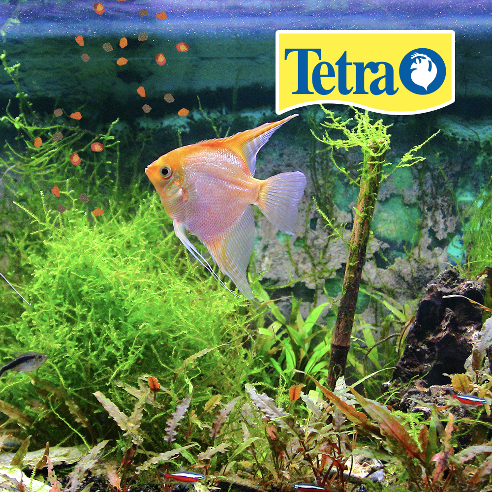 Foto 2 | Tetra Tetra Pro Tropical Crisps Alimento para Peces Tropicales con 190 g