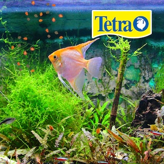 Foto 2 | Tetra Tetra Pro Tropical Crisps Alimento para Peces Tropicales con 190 g
