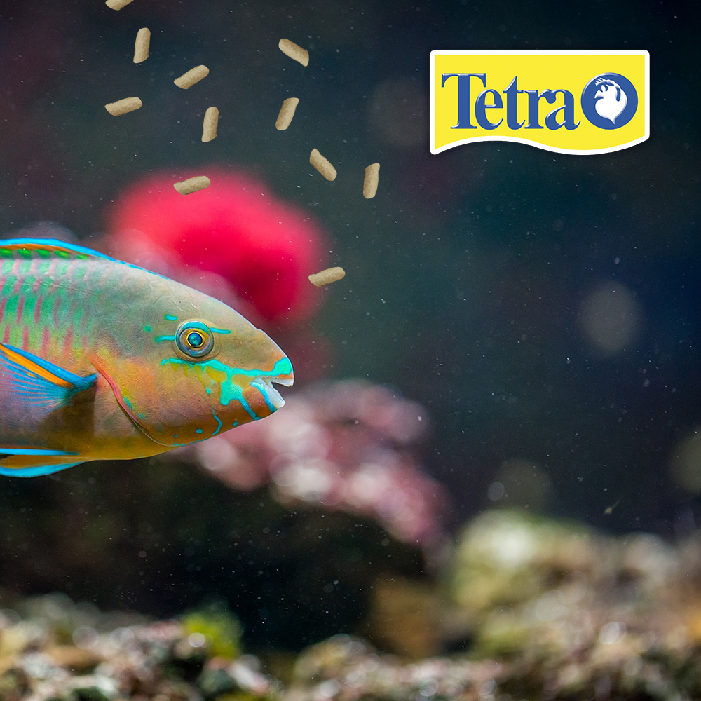 Foto 3 | Alimento para Peces Tetra Alimento Tetrapond Sicks para Peces Koi y Goldfish con 1.68 Kilos
