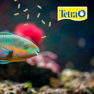 Foto 3 | Alimento para Peces Tetra Alimento Tetrapond Sicks para Peces Koi y Goldfish con 1.68 Kilos