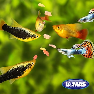 Foto 3 | Hojuelas Básicas para Peces Lomas 4 Kg