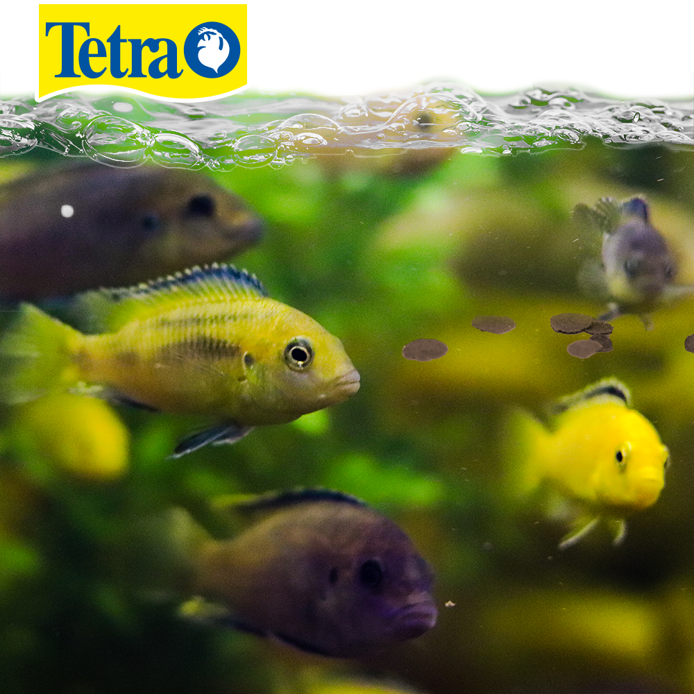 Foto 3 pulgar | Alimento para Peces Tetra Alimento Tetracichlid con 250 Gramos