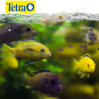 Foto 2 | Alimento para Peces Tetra Alimento Tetracichlid con 250 Gramos