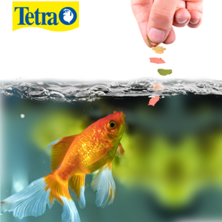 Foto 2 | Alimento para Peces Tetra Goldfish Flakes Tetrafin de 200 Gramos/7.06 Onzas