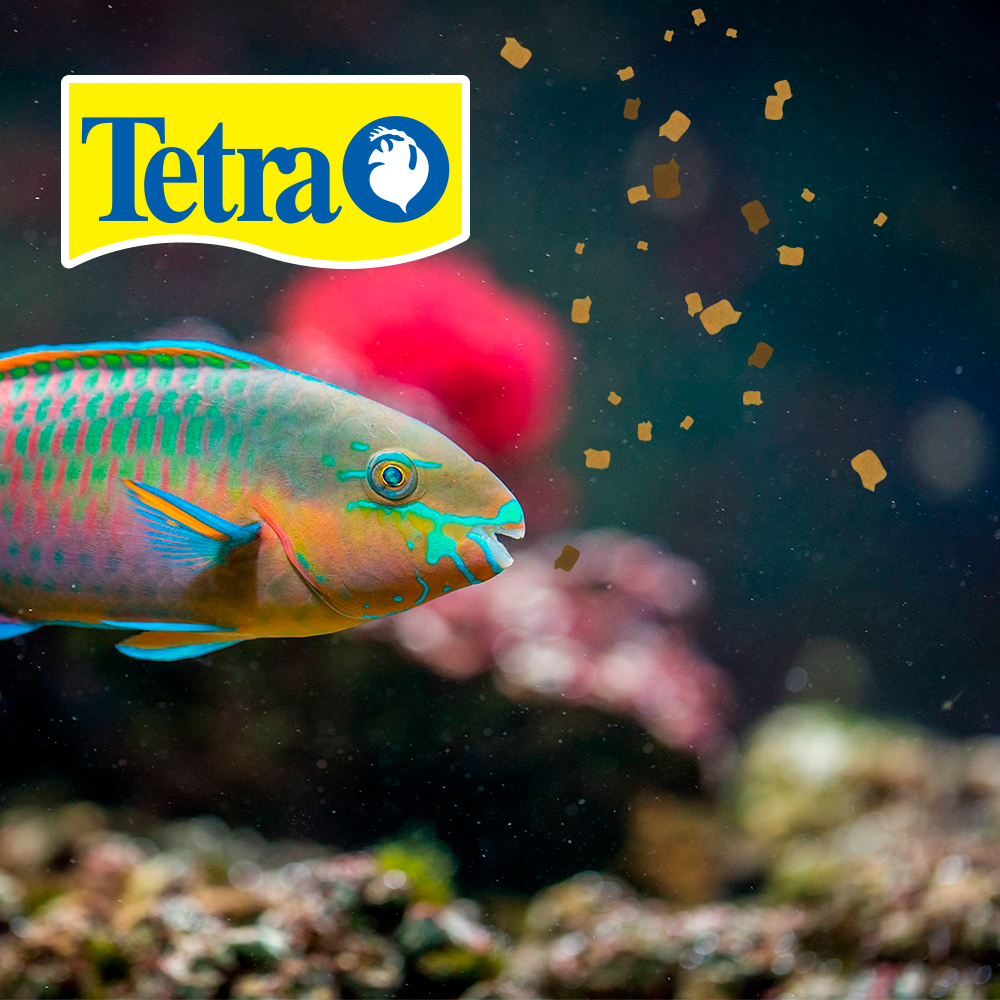 Foto 3 pulgar | Alimento para Peces Tetra Alimento Tetramin Flakes para Peces con 200 Gramos