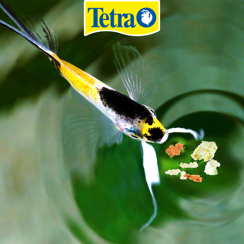 Foto 2 | Alimento Tropical Tetramin Large Flakes con 200 Gramos