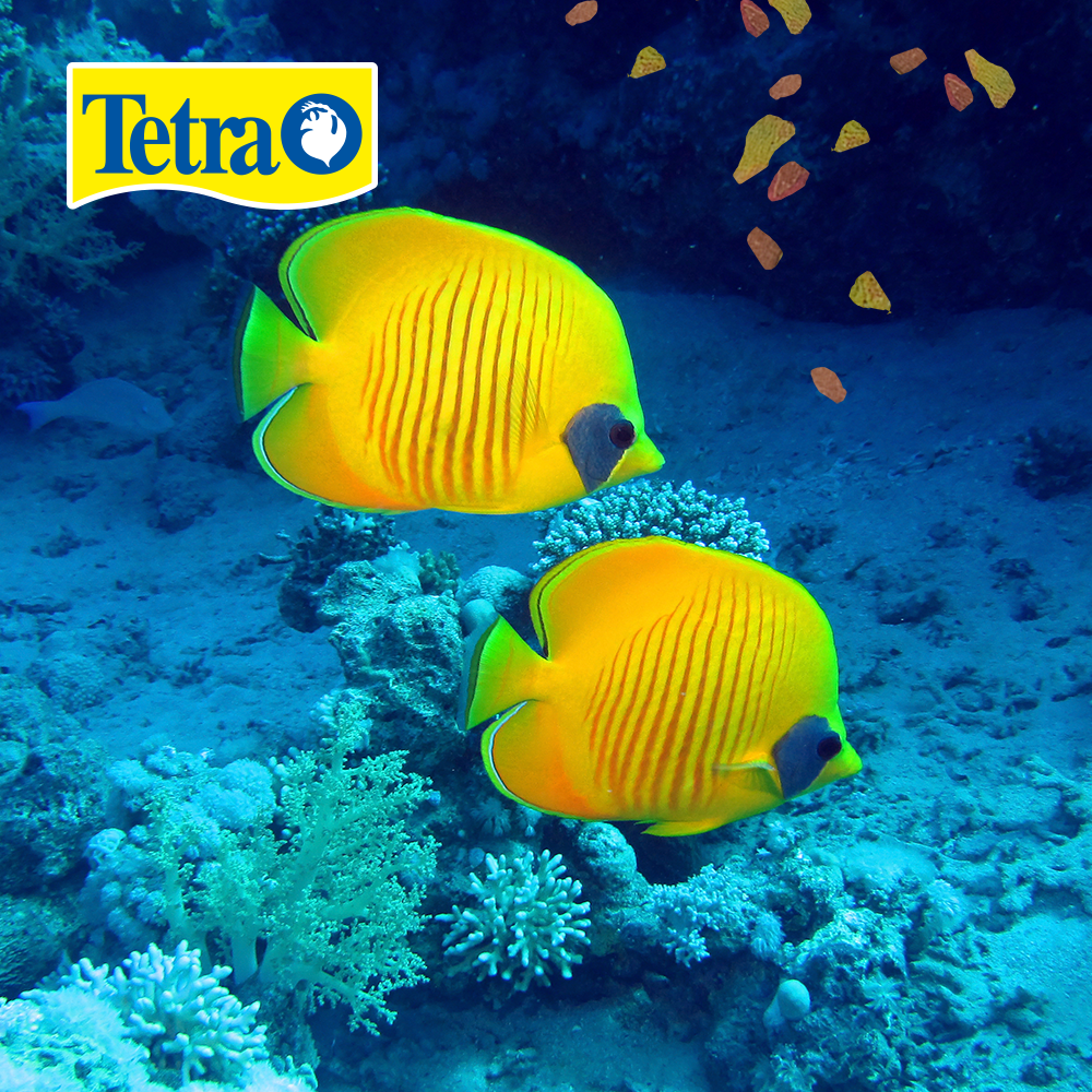 Foto 3 pulgar | Alimento para Peces Tetra Alimento Tetramin Flakes con 200 Gramos