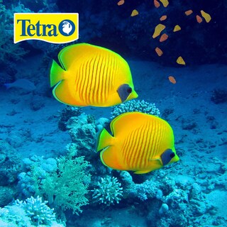 Foto 2 | Alimento para Peces Tetra Alimento Tetramin Flakes con 200 Gramos