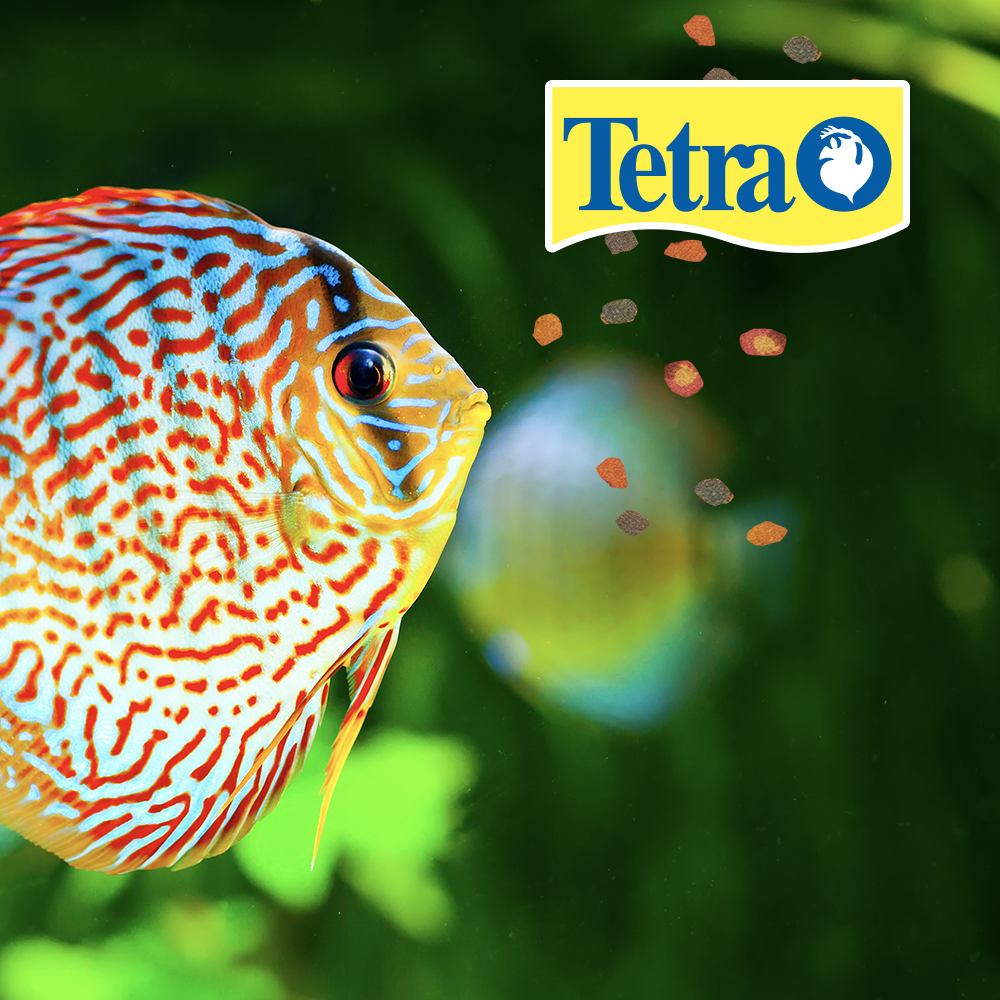 Foto 3 pulgar | Tetra Tetrapro Alimento Color Crisp para Peces con 210 g