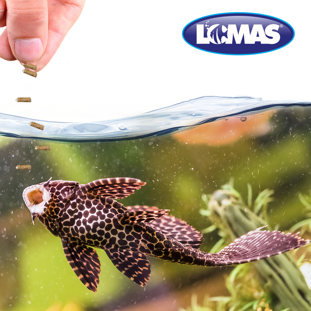 Foto 3 pulgar | Alimento para Peces Lomas Algae Discs 70 g