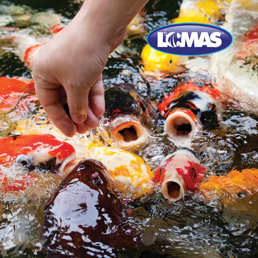 Foto 3 pulgar | Alimento para Peces Lomas Pond Stix 1 kg