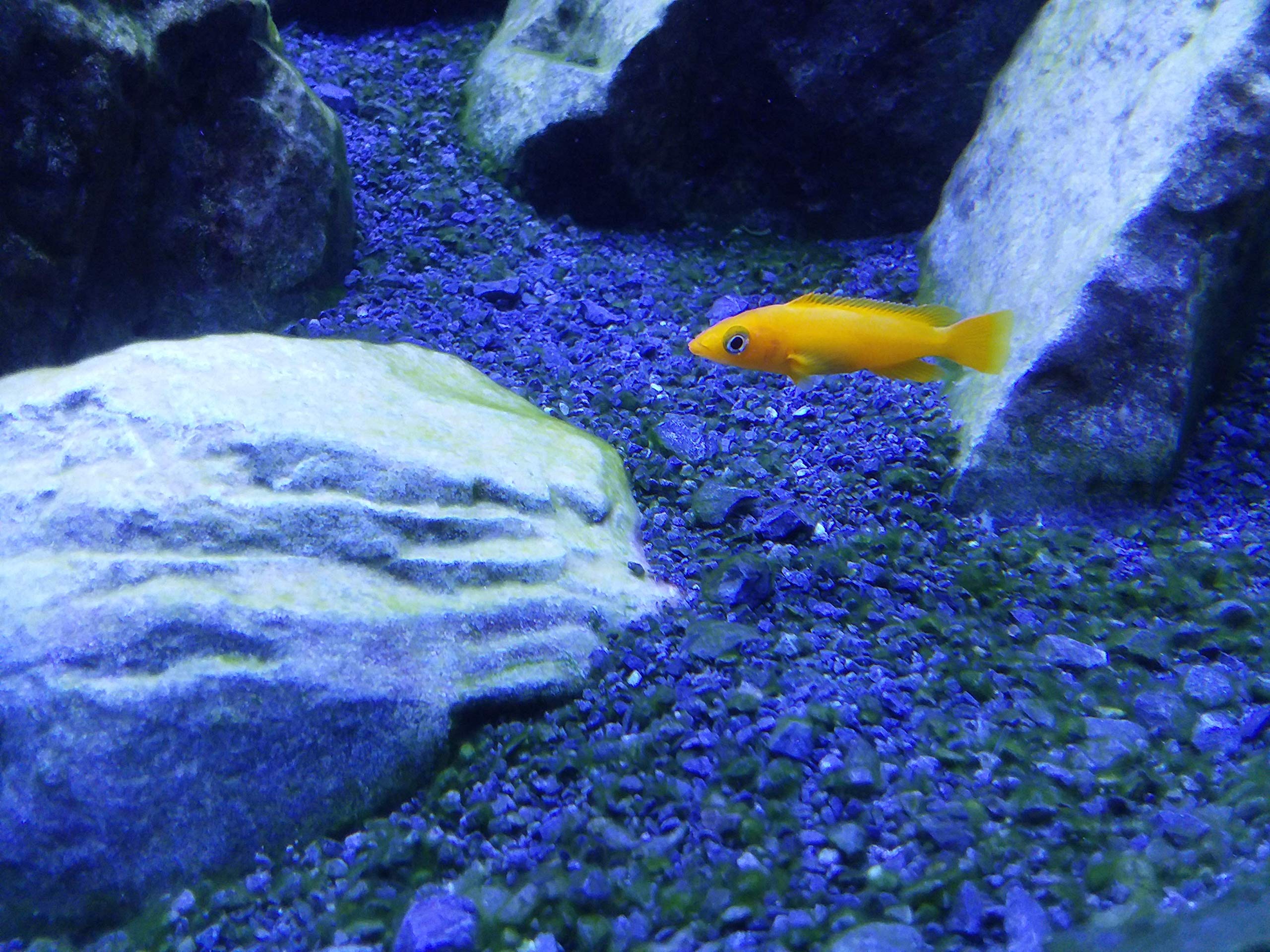 Foto 6 pulgar | Sal De Cichlid Lake Seachem, 250 G/250 Ml, No Ácida - Venta Internacional.