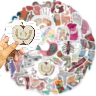 Foto 3 | Adhesivos De Pvc Impermeables Para Anatomía De Órganos Humanos Médicos (50 Unidades) - Venta Internacional.