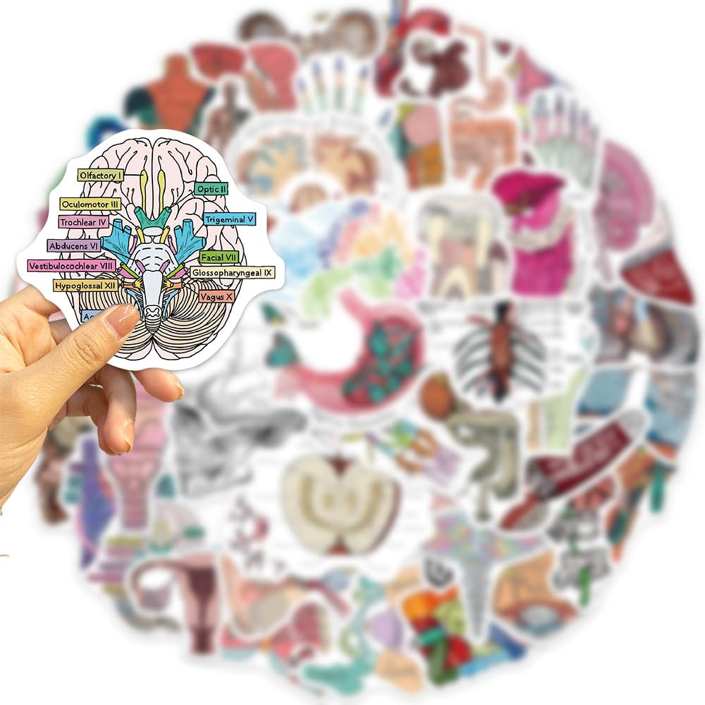 Foto 5 pulgar | Adhesivos De Pvc Impermeables Para Anatomía De Órganos Humanos Médicos (50 Unidades) - Venta Internacional.