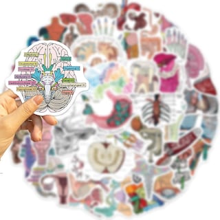 Foto 4 | Adhesivos De Pvc Impermeables Para Anatomía De Órganos Humanos Médicos (50 Unidades) - Venta Internacional.