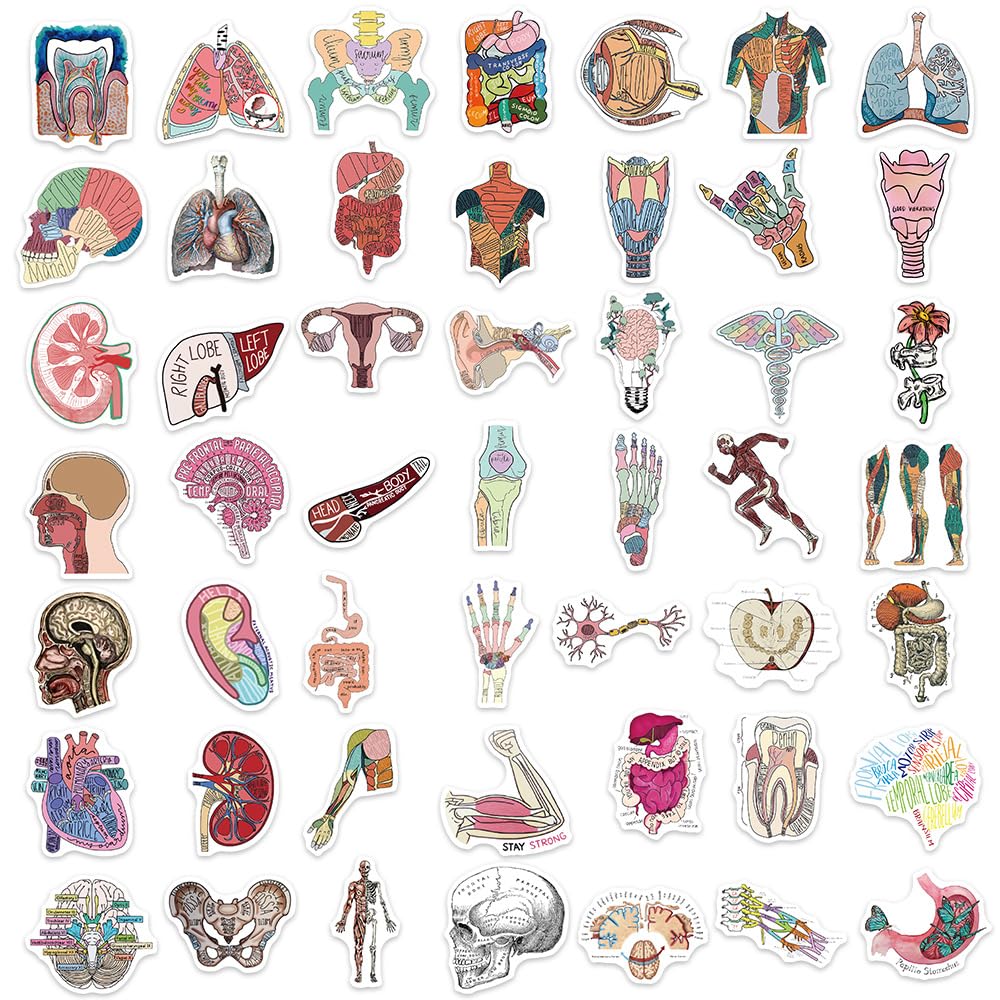 Foto 5 | Adhesivos De Pvc Impermeables Para Anatomía De Órganos Humanos Médicos (50 Unidades) - Venta Internacional.