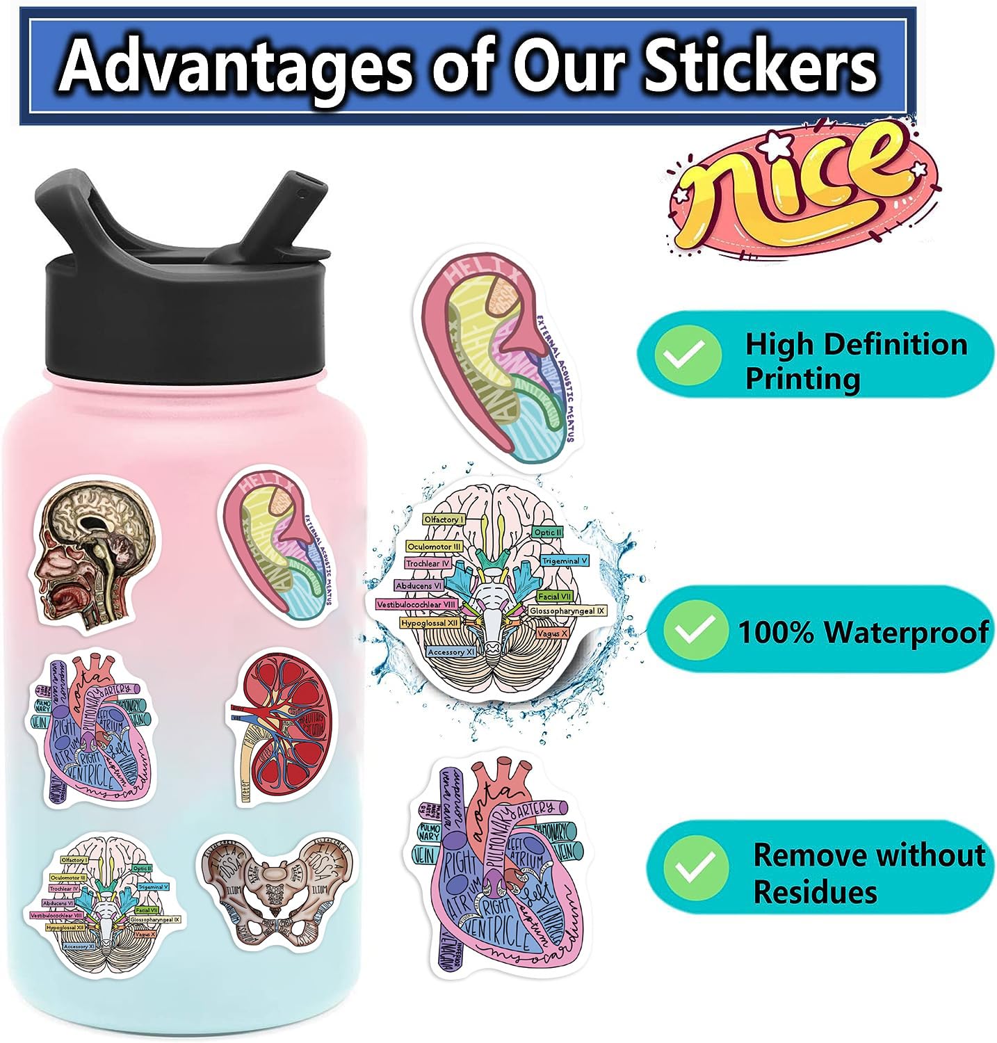 Foto 7 | Adhesivos De Pvc Impermeables Para Anatomía De Órganos Humanos Médicos (50 Unidades) - Venta Internacional.