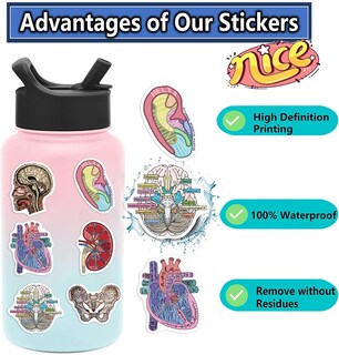 Foto 7 | Adhesivos De Pvc Impermeables Para Anatomía De Órganos Humanos Médicos (50 Unidades) - Venta Internacional.