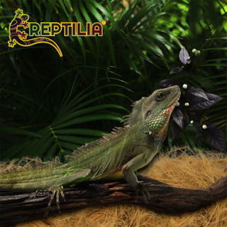 Foto 5 | Sustrato de Fibra de Coco Reptilia 8 L