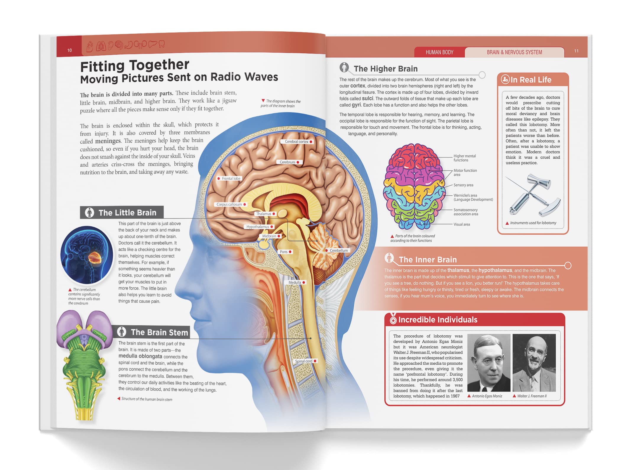 Foto 4 | Book Knowledge Encyclopedia El Cuerpo Humano Para Niños - Venta Internacional.