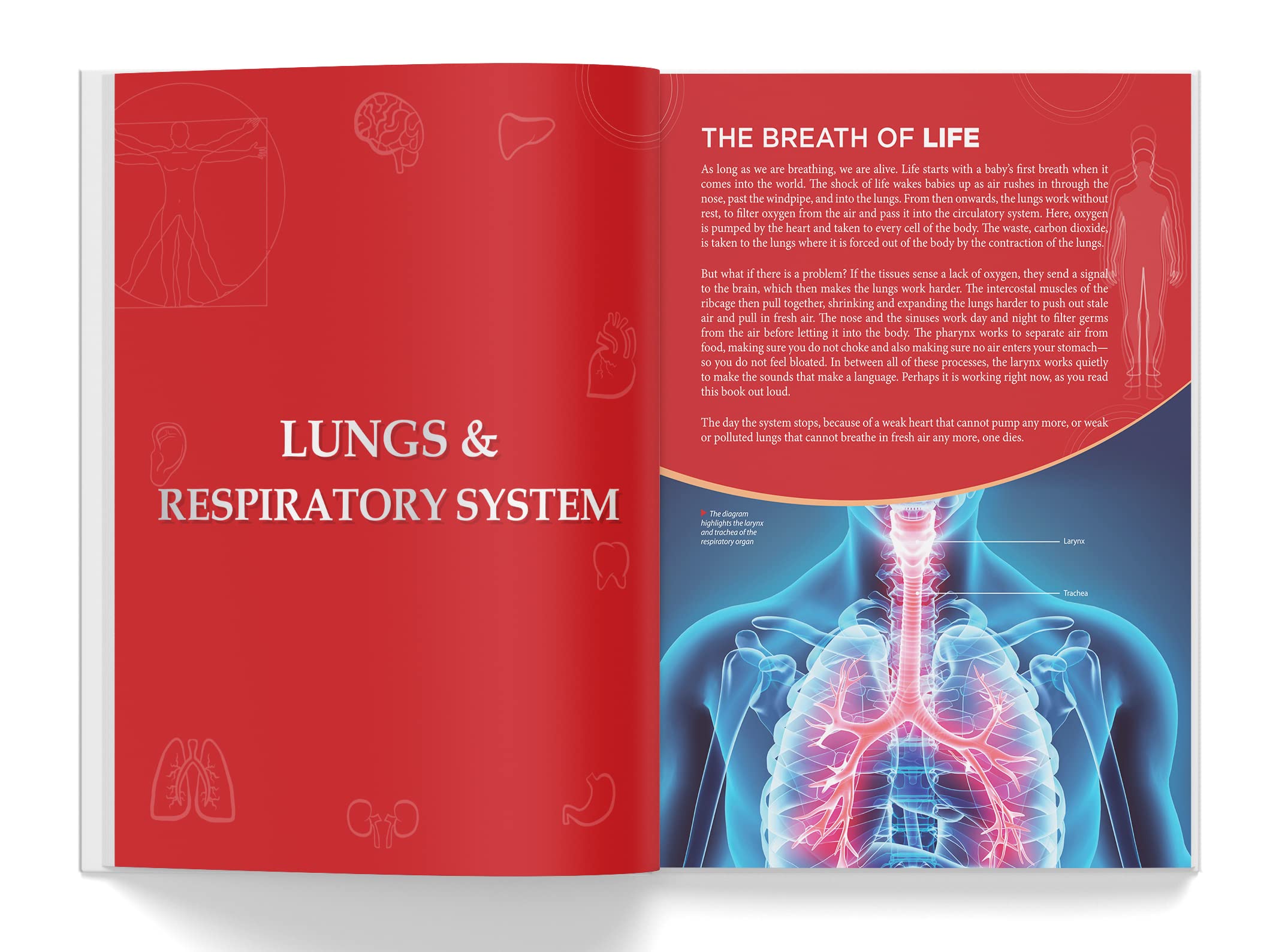 Foto 6 | Book Knowledge Encyclopedia El Cuerpo Humano Para Niños - Venta Internacional.