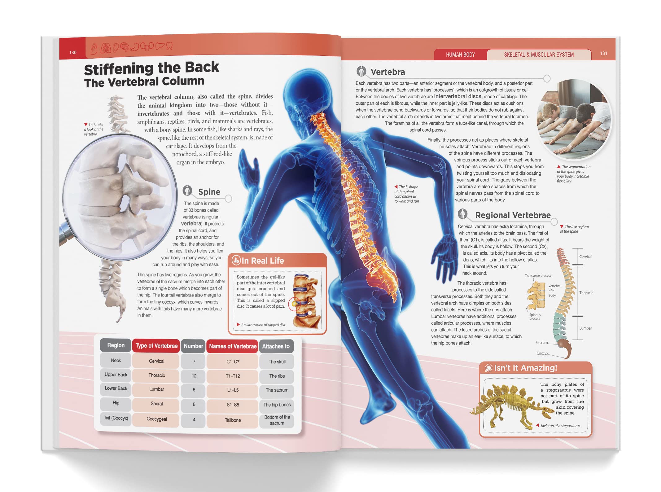 Foto 8 pulgar | Book Knowledge Encyclopedia El Cuerpo Humano Para Niños - Venta Internacional.