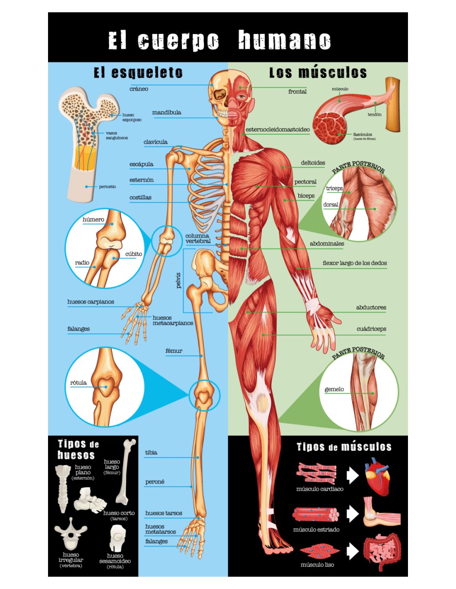 Foto 3 pulgar | Guía Definitiva del Cuerpo Humano Carla Nieto Martinez Libsa Pasta Dura